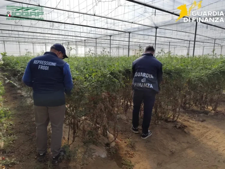 Semi di pomodoro contraffatti nel Ragusano: maxi sequestro a Vittoria