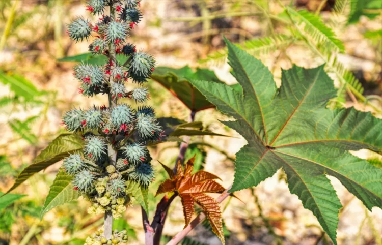 Semi di pianta di ricino da cui si estrae la ricina è il veleno letale trovato nelle vittime di Campobasso