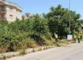 Eradicazione Ailanto a Ragusa con interventi su specie invasiva lungo strada comunale