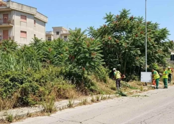 Eradicazione Ailanto a Ragusa con interventi su specie invasiva lungo strada comunale