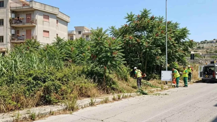 Eradicazione Ailanto a Ragusa con interventi su specie invasiva lungo strada comunale