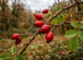 Bacche rosse di rosa canina su un ramo
