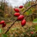 Bacche rosse di rosa canina su un ramo