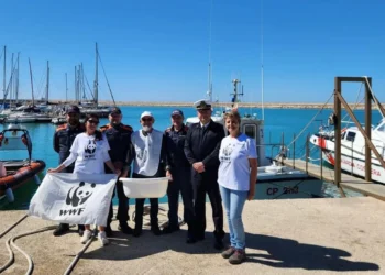 Una tartaruga Caretta caretta che riprende il mare dopo essere stata salvata a Pozzallo.