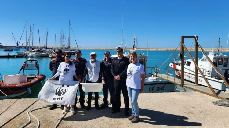 Una tartaruga Caretta caretta che riprende il mare dopo essere stata salvata a Pozzallo.