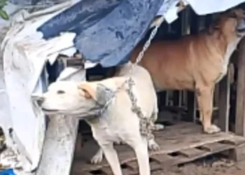 Operazione di soccorso animali a Chiaramonte Gulfi con Carabinieri e guardie zoofile