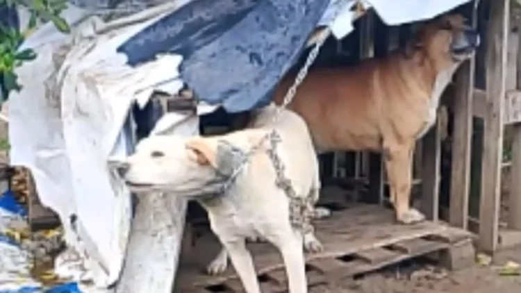 Operazione di soccorso animali a Chiaramonte Gulfi con Carabinieri e guardie zoofile