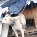 Operazione di soccorso animali a Chiaramonte Gulfi con Carabinieri e guardie zoofile