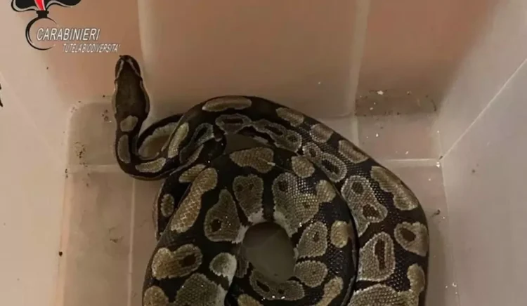 Un esemplare di pitone reale recuperato nelle campagne romagnole dai Carabinieri