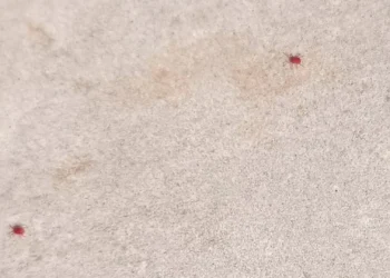 Piccoli ragnetti rossi su una parete esterna bianca