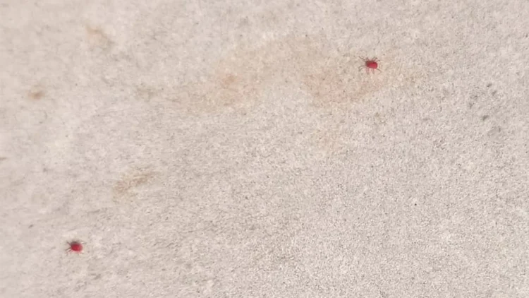 Piccoli ragnetti rossi su una parete esterna bianca