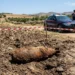 Un vecchio ordigno bellico arrugginito adagiato su un terreno agricolo appena arato, delimitato da nastro segnaletico bianco e rosso. Sullo sfondo, una pattuglia dei Carabinieri e due militari in servizio in una zona rurale.
