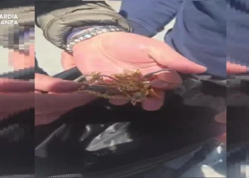 Gioielli e orologi d'oro recuperati dalla Guardia di Finanza dopo una truffa ad anziani a Palermo