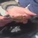 Gioielli e orologi d'oro recuperati dalla Guardia di Finanza dopo una truffa ad anziani a Palermo