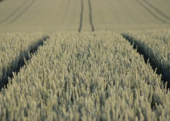 Giovani imprenditori agricoli partecipano a un workshop sulla misura Generazione Terra in Sicilia.