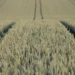Giovani imprenditori agricoli partecipano a un workshop sulla misura Generazione Terra in Sicilia.