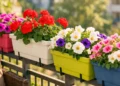 balcone fiorito con gerani e surfinie primavera 2026 fioriere ringhiera