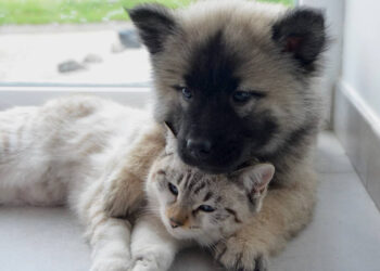 Bonus animali 2026 e spese veterinarie detraibili nel Modello 730