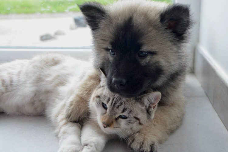 Bonus animali 2026 e spese veterinarie detraibili nel Modello 730