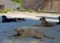 Canile municipale di Vittoria con operatori impegnati nella cura degli animali