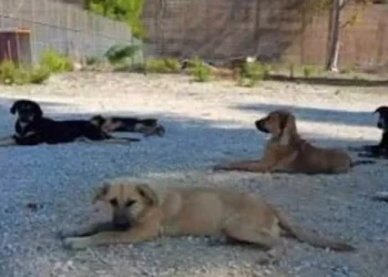 Canile municipale di Vittoria con operatori impegnati nella cura degli animali
