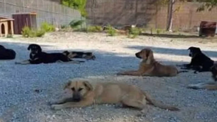 Canile municipale di Vittoria con operatori impegnati nella cura degli animali