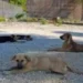 Canile municipale di Vittoria con operatori impegnati nella cura degli animali