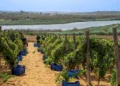 Degustazione vini Casa Grazia nella cantina di Gela, maggio 2026