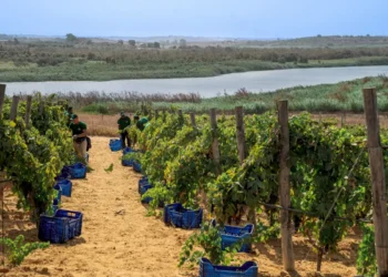 Degustazione vini Casa Grazia nella cantina di Gela, maggio 2026