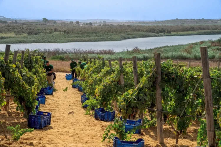 Degustazione vini Casa Grazia nella cantina di Gela, maggio 2026