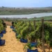 Degustazione vini Casa Grazia nella cantina di Gela, maggio 2026
