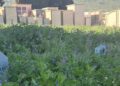 Area del Comiso cimitero degrado con vegetazione alta e viali del camposanto
