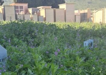 Area del Comiso cimitero degrado con vegetazione alta e viali del camposanto