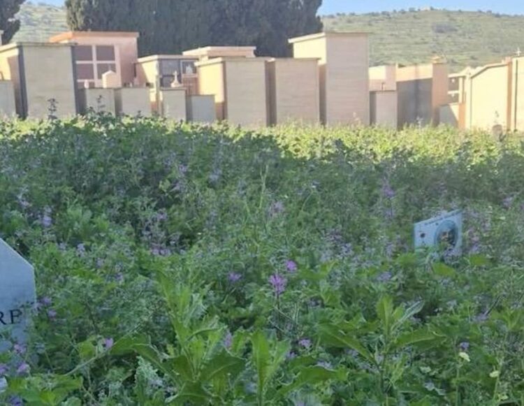 Area del Comiso cimitero degrado con vegetazione alta e viali del camposanto