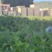 Area del Comiso cimitero degrado con vegetazione alta e viali del camposanto