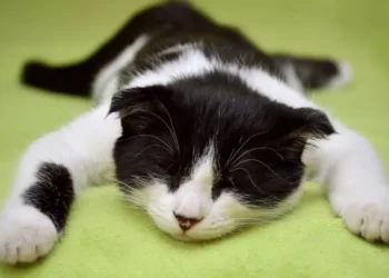 Scicli avvelenamenti animali a Donnalucata in contesto urbano