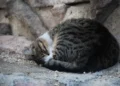Area urbana di Donnalucata a Scicli dove sono state segnalate esche avvelenate per cani e gatti a maggio 2026