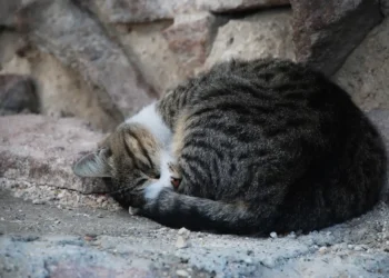Area urbana di Donnalucata a Scicli dove sono state segnalate esche avvelenate per cani e gatti a maggio 2026
