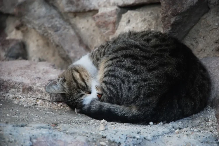 Area urbana di Donnalucata a Scicli dove sono state segnalate esche avvelenate per cani e gatti a maggio 2026