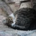 Area urbana di Donnalucata a Scicli dove sono state segnalate esche avvelenate per cani e gatti a maggio 2026