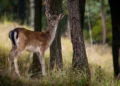 Campi agricoli delle Madonie con danni da fauna selvatica