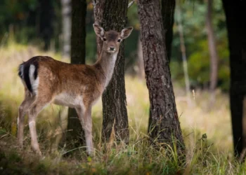 Campi agricoli delle Madonie con danni da fauna selvatica