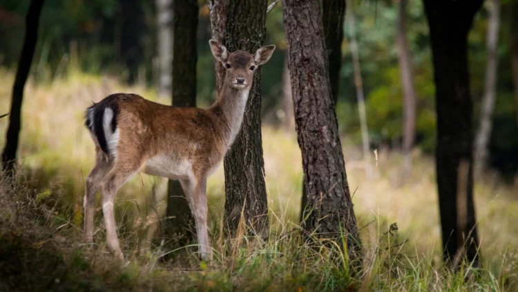 Campi agricoli delle Madonie con danni da fauna selvatica