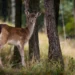 Campi agricoli delle Madonie con danni da fauna selvatica