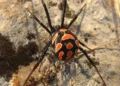 La Malmignatta è attiva in Sicilia da maggio a novembre. Rischio concreto per chi lavora nei campi