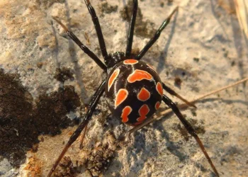 La Malmignatta è attiva in Sicilia da maggio a novembre. Rischio concreto per chi lavora nei campi