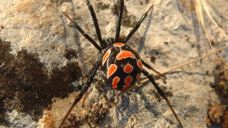 La Malmignatta è attiva in Sicilia da maggio a novembre. Rischio concreto per chi lavora nei campi