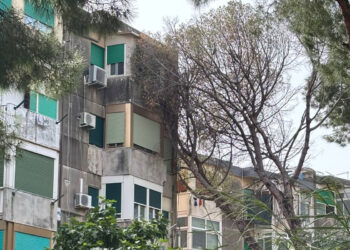 Palermo alberi crollati in via Castellana durante la notte nel quartiere Borgo Nuovo
