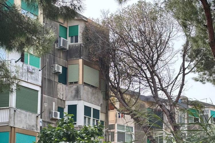 Palermo alberi crollati in via Castellana durante la notte nel quartiere Borgo Nuovo
