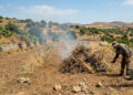 Terreno agricolo a Ragusa interessato dall’ordinanza incendi comunale